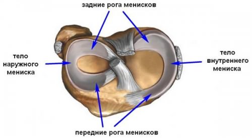 Анатомия коленного сустава11