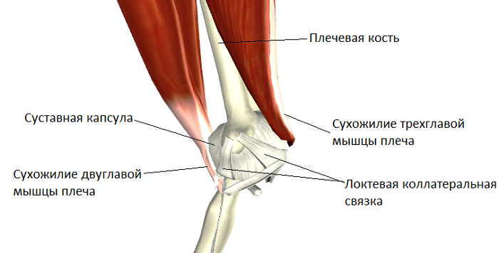 Пороки развития верхних конечностей12