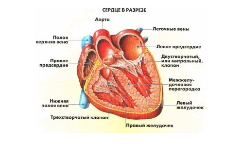 Классификация врожденных пороков сердца13