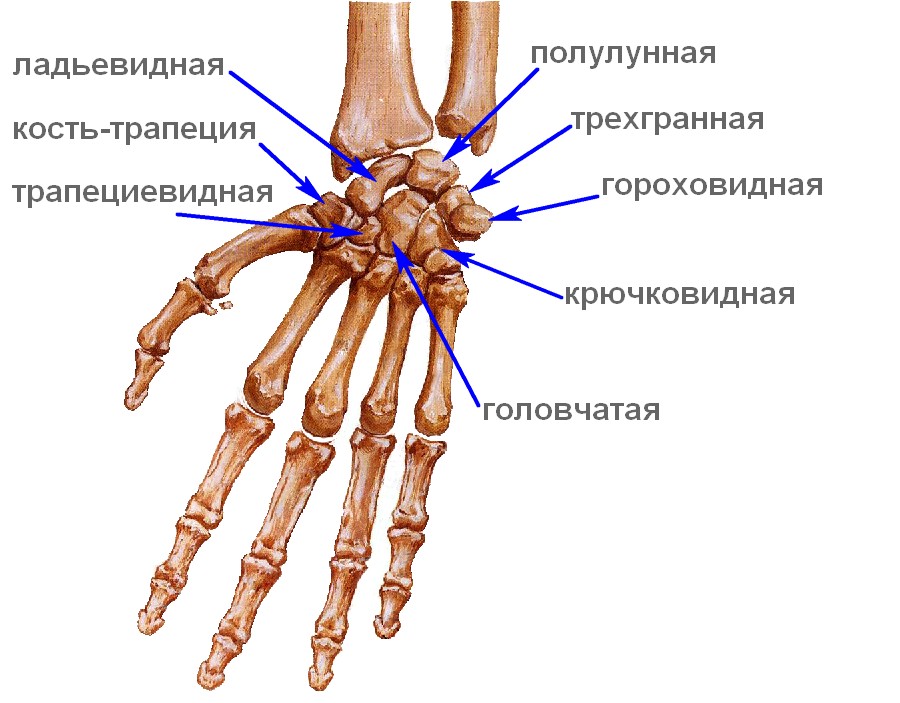 Пересадка пальцев с ног на руку14