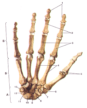 Пересадка пальцев с ног на руку15