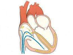 Электрофизиология сердца
