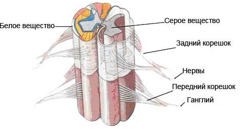 Травма центральной нервной системы1