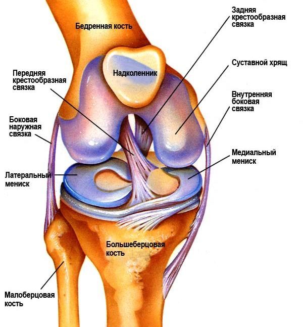 Анатомия коленного сустава1
