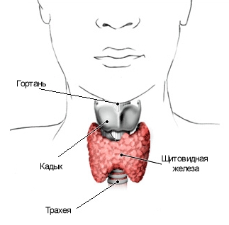 Гипоплазия щитовидной железы1