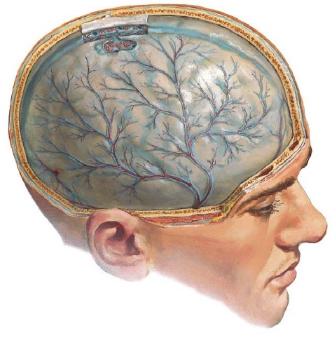 Отек головного мозга: причины, симптомы, лечение1