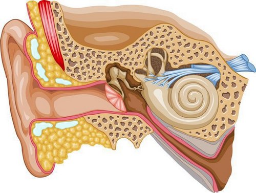 Неврит слухового нерва: причины, симптомы, лечение1