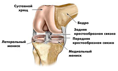 Анатомия коленного сустава2
