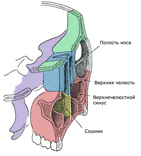 Задние отделы верхней челюсти2