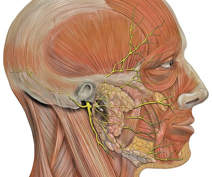 Невралгия затылочного нерва: симптомы, лечение2