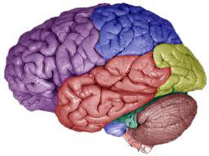Отек головного мозга: причины, симптомы, лечение2