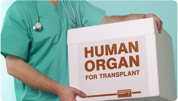 Посмертная трансплантация органов2
