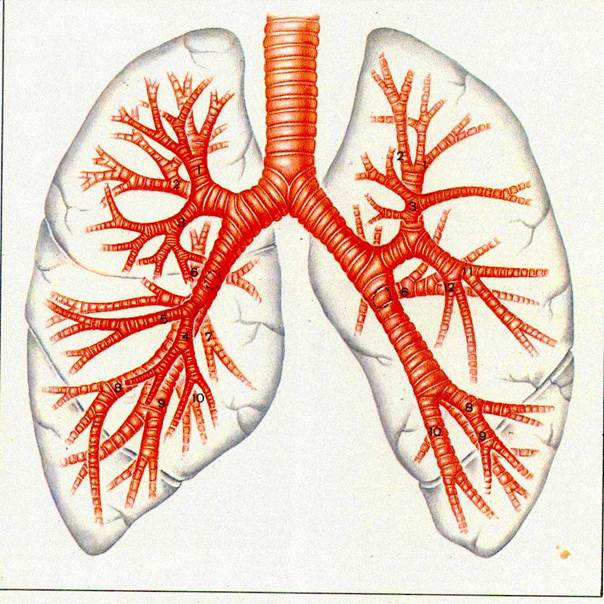 Дыхательная система детей3