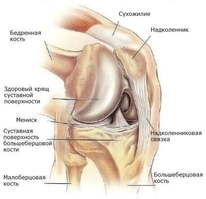 Анатомия коленного сустава3