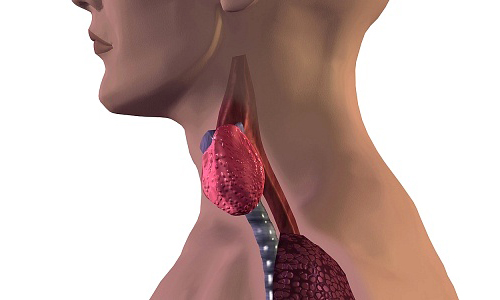 Гипоплазия щитовидной железы3