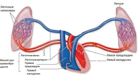 Легочная артериальная гипертензия при ВПС4