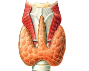 Гиперплазия щитовидной железы4