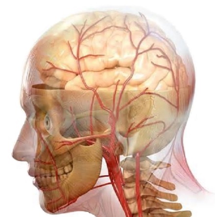 Отек головного мозга: причины, симптомы, лечение4