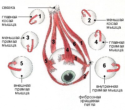 Эндокринная офтальмопатия: симптомы, причины, лечение4