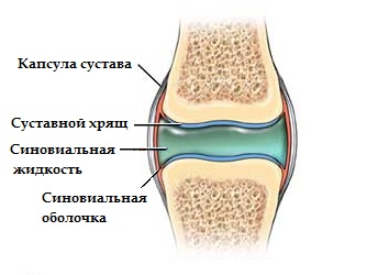 Анатомия коленного сустава5