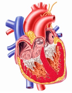Периферический стеноз легочной артерии5
