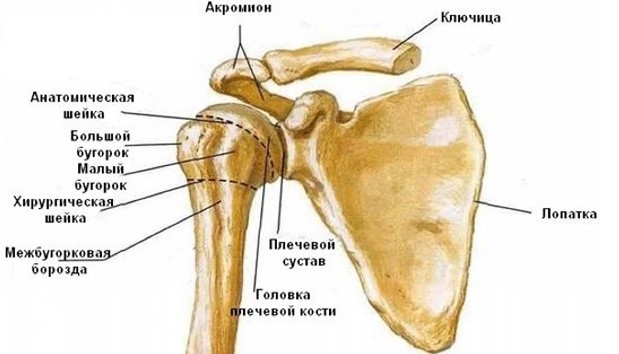 Диафизарные переломы плечевой кости6