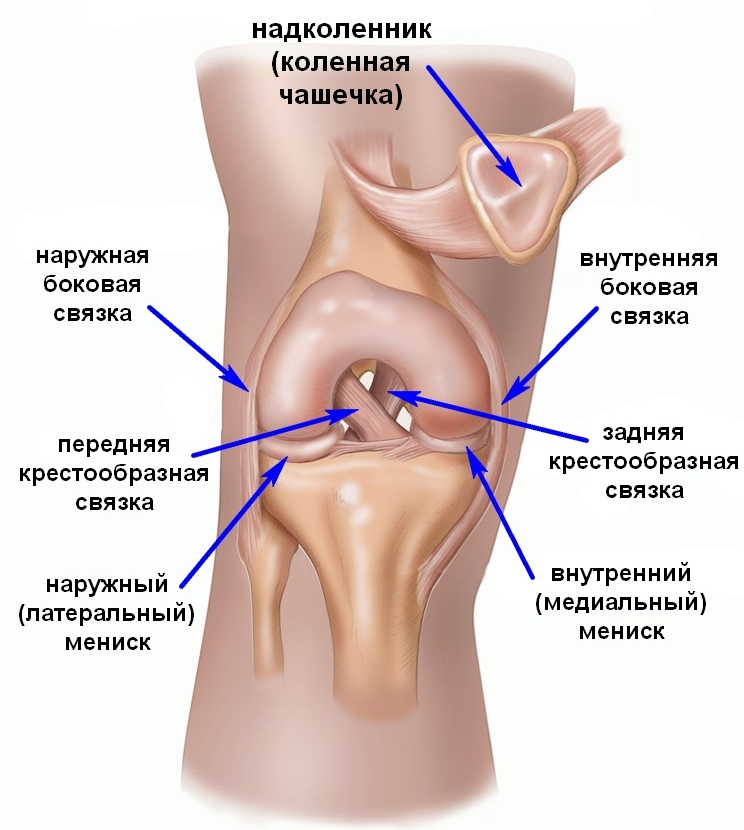 Анатомия коленного сустава6