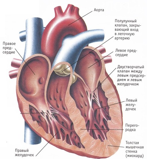 Пороки легочной артерии6