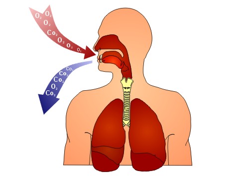 Дыхательная система детей6