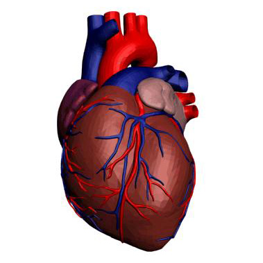 Единственный желудочек сердца6