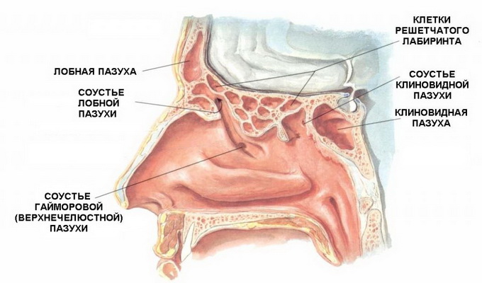 Эндоскопическая операция на пазухах носа7