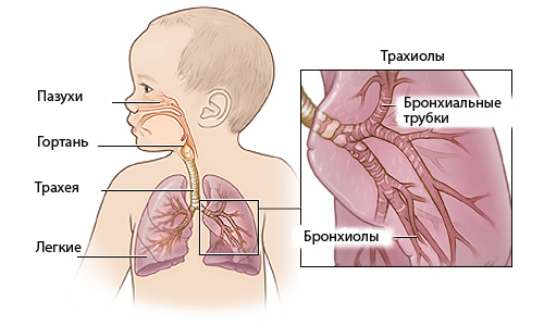Дыхательная система детей7