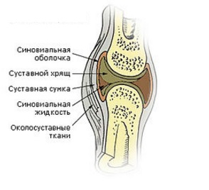 Анатомия коленного сустава8
