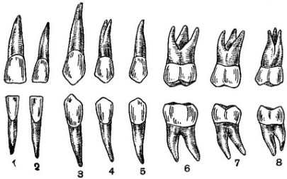 Особенности восстановления передних зубов9