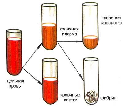 Распределение лекарств в организме. Метаболизм10
