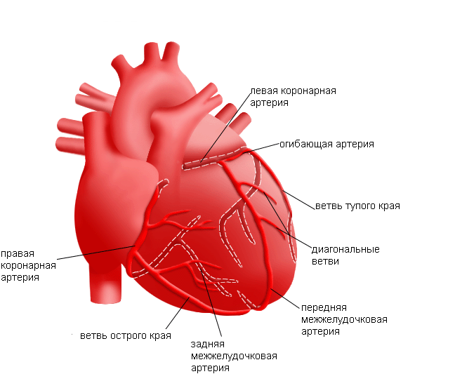 Синдром гипоплазии левых отделов сердца: диагностика, лечение10