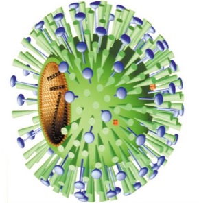 Что такое вирусы? Симптомы, диагностика и лечение вирусов15