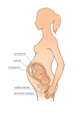 Скрининг при беременности: ультразвуковой, скрининг пороков развития19