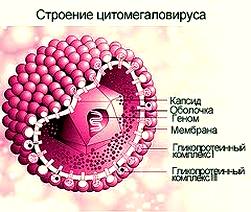 Цитомегаловирус при беременности1