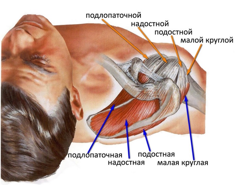 Почему болят мышцы плеча: диагностика, лечение, фото1