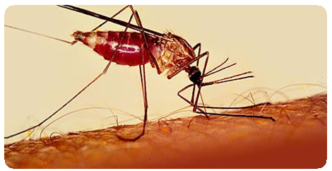 Малярия: диагностика, лечение, профилактика1