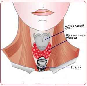Гормональный сбой щитовидной железы: причины, лечение, лекарственные препараты1