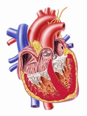 Синдром малого сердечного выброса: лечение, диагностика1
