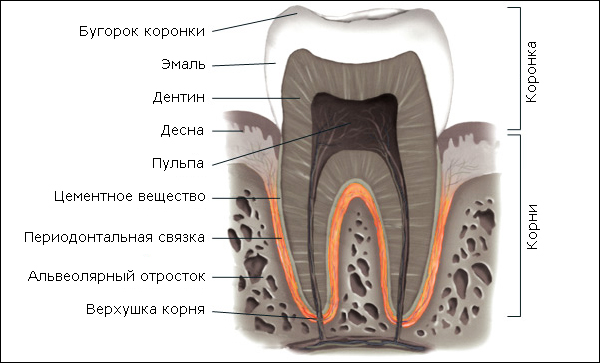 Перелом корня зуба: лечение, методики терапии2