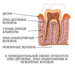 Остеотомия и резекция верхушки корня. Ультразвуковая резекция2