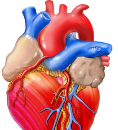 Синдром малого сердечного выброса: лечение, диагностика2