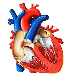 Синдром гипоплазии левых отделов сердца: диагностика, лечение2