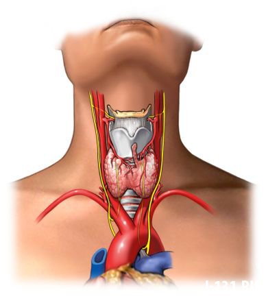 Гормональный сбой щитовидной железы: причины, лечение, лекарственные препараты3