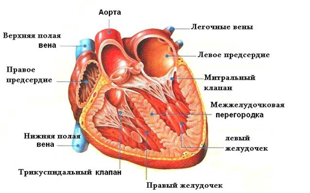Анастомоз легочной артерии3