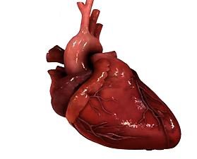 Злокачественная опухоль сердца3